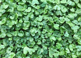 wasabi