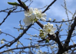 ume