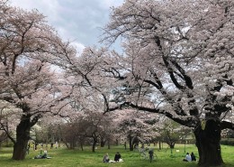 2022小金井公園桜