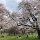 2022小金井公園桜