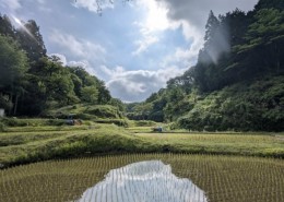上映会翌日棚田