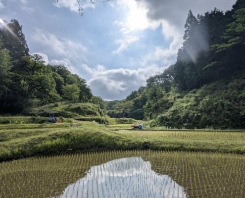 上映会翌日棚田