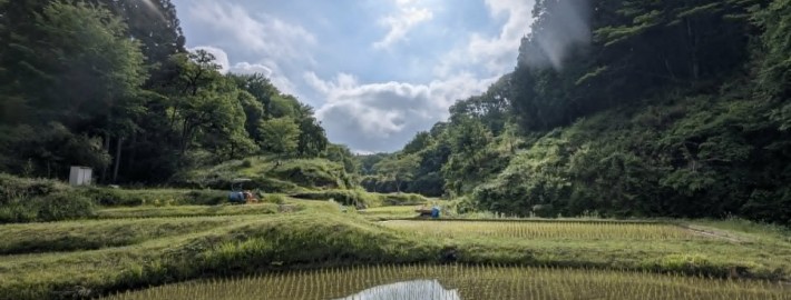 上映会翌日棚田